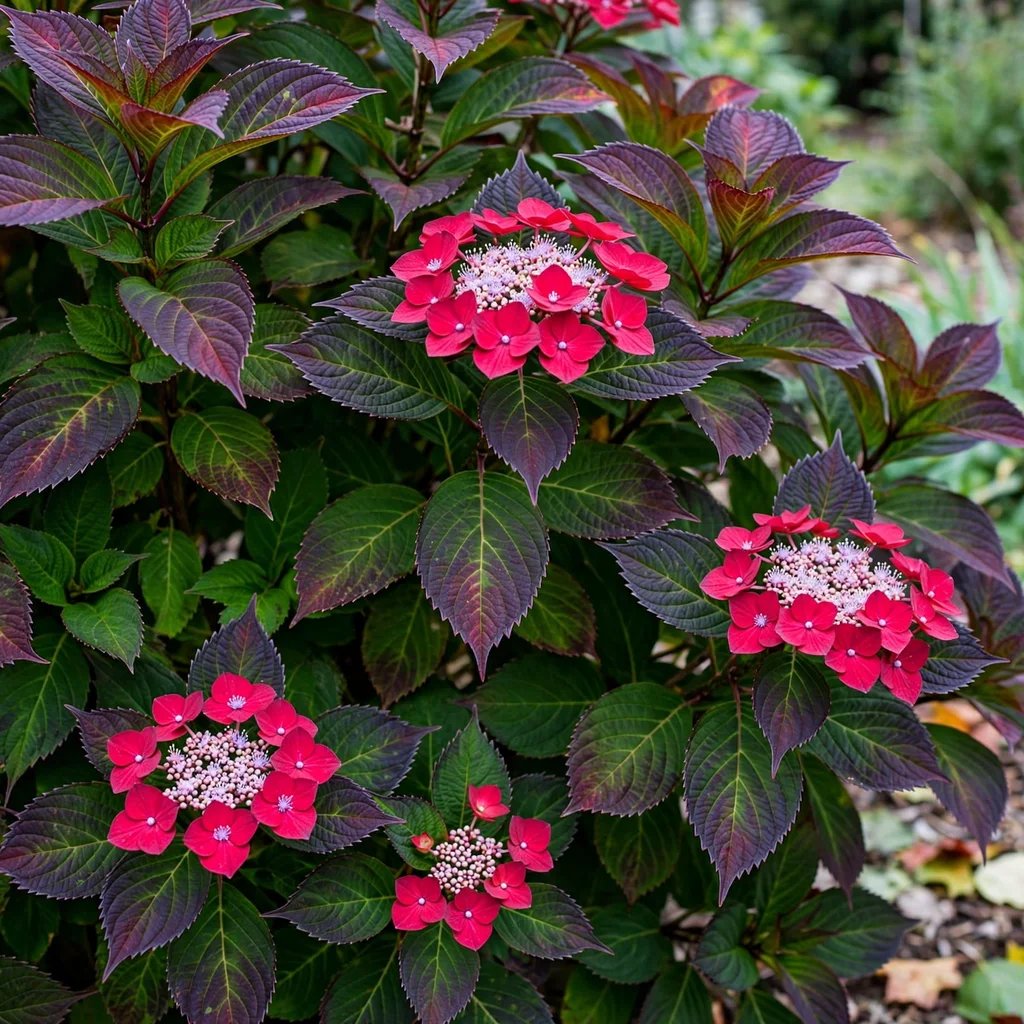 Hydrangea macrophylla 'Cherry Explosion'