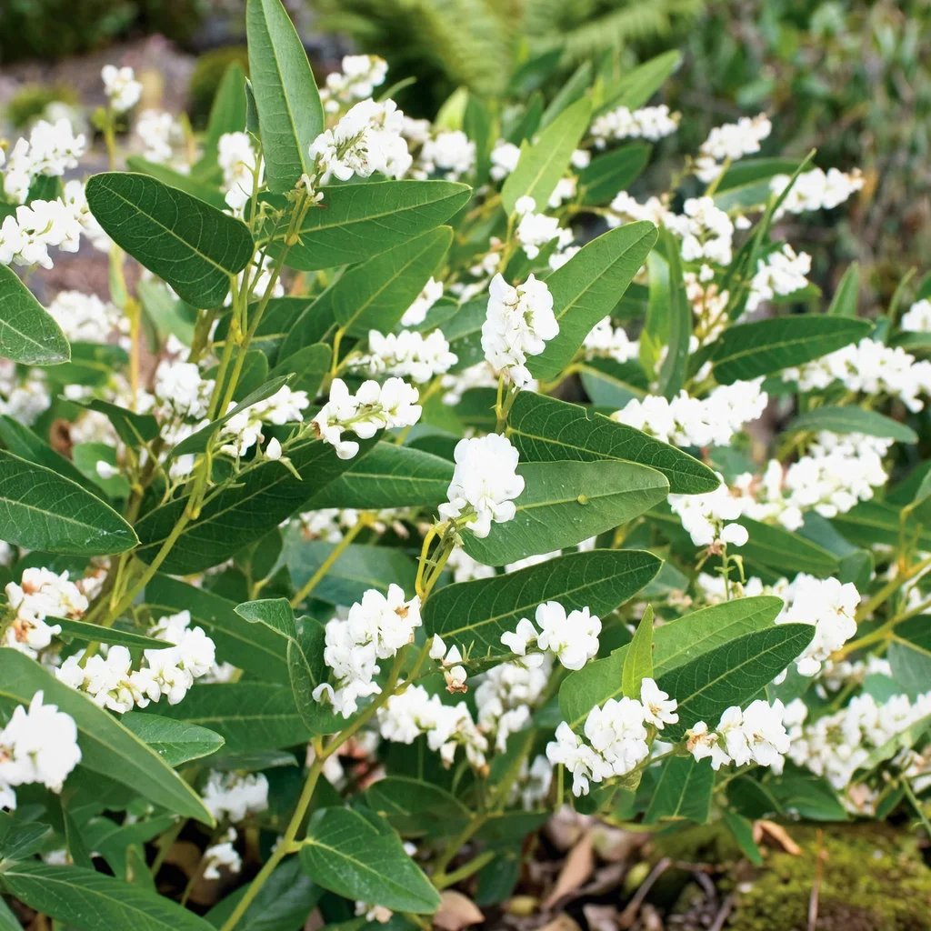 Hardenbergia violacea 'Free n Easy'
