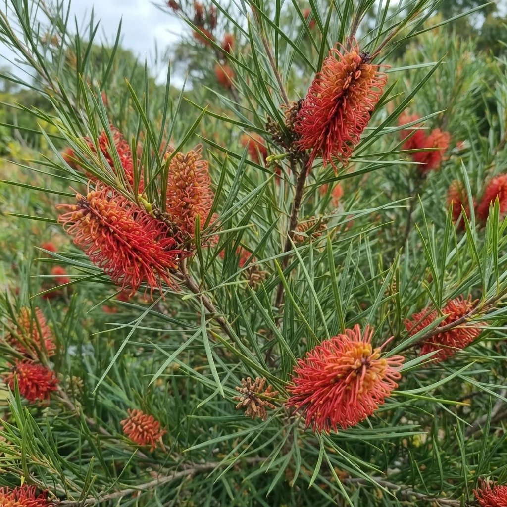 Hakea bucculenta