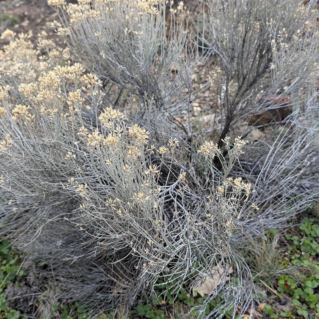 Ericameria nummularia