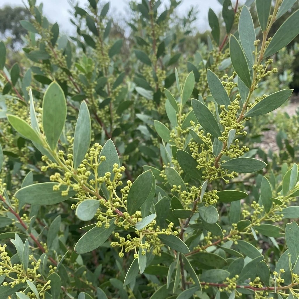 Acacia buxifolia