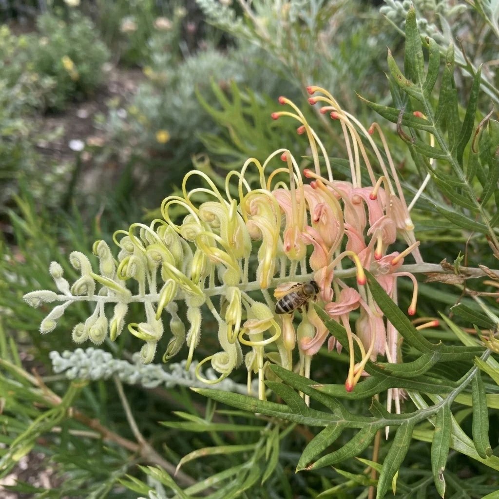 Grevillea 'Peaches and Cream'