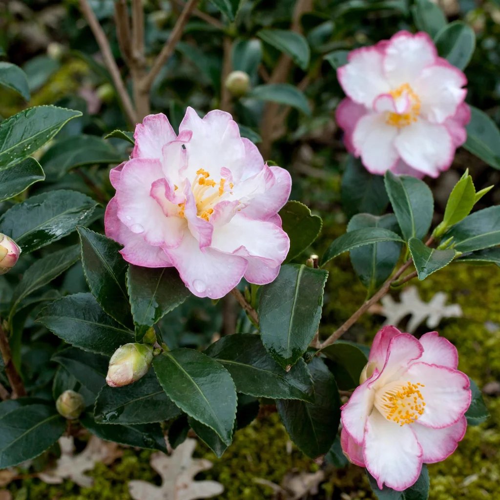 Camellia sasanqua 'October Magic Inspiration'