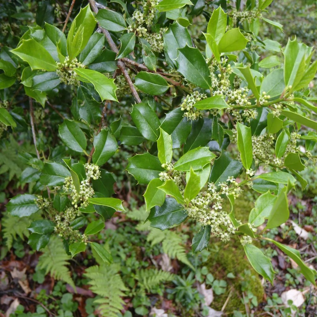 Ilex x attenuata 'Tinga'