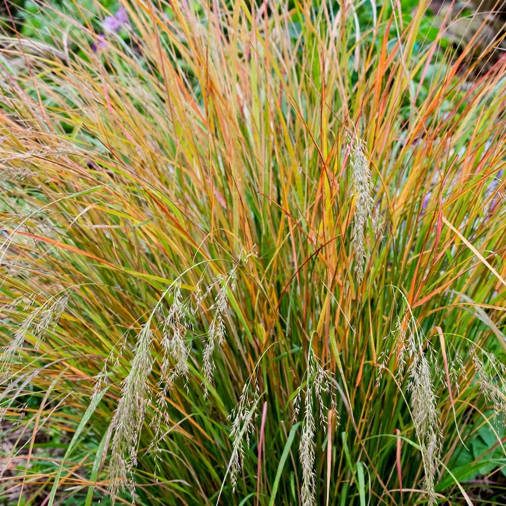 Stipa arundinacea