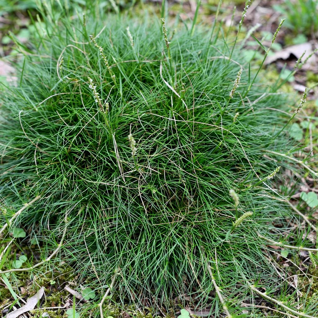 Zoysia tenuifolia