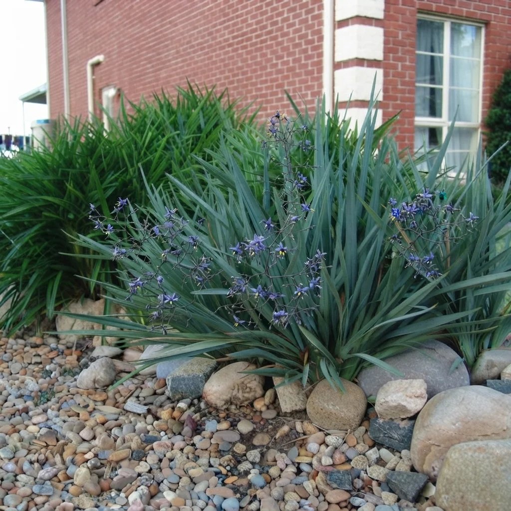 Dianella caerulea 'Cassa Blue'