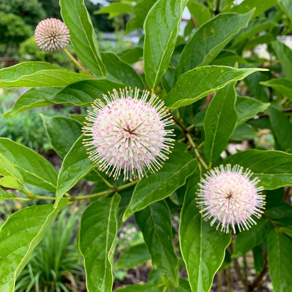 Cephalanthus occidentalis 'Sputnik'