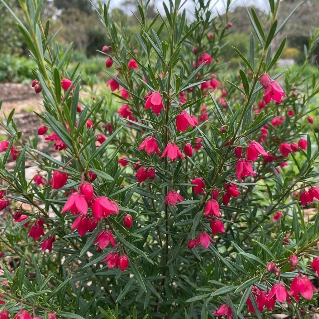 Boronia heterophylla