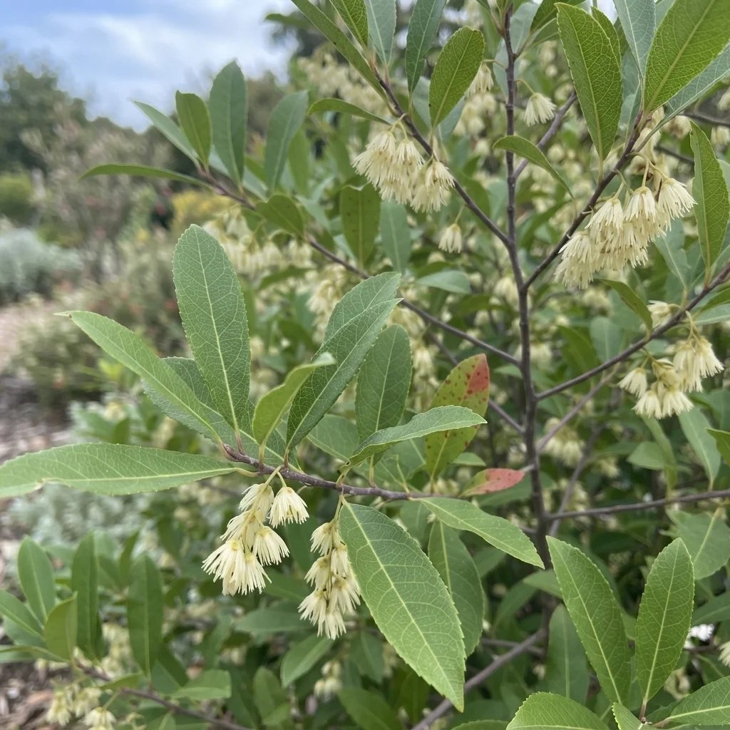 Elaeocarpus reticulatus