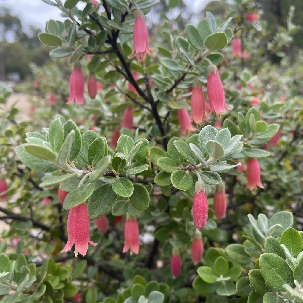 Correa pulchella