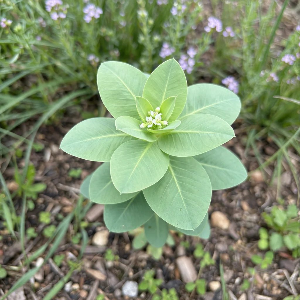 Euphorbia marginata
