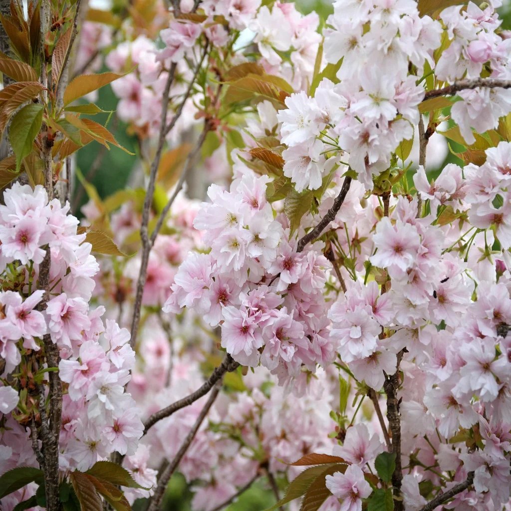 Prunus serrulata 'Amanogawa'
