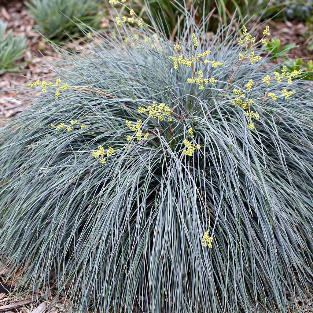 Lomandra confertifolia 'Seascape'