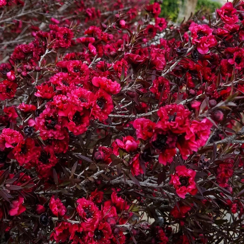 Leptospermum scoparium 'Burgundy Queen'