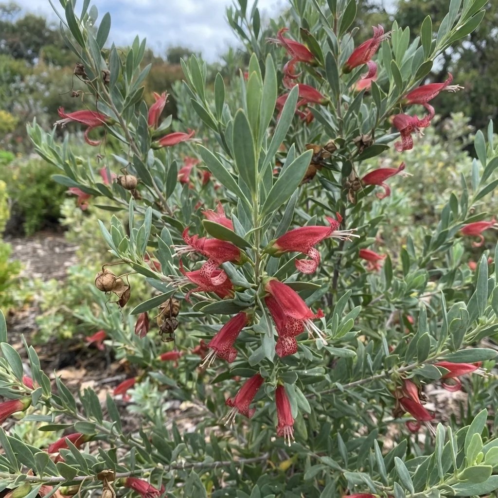 Eremophila maculata