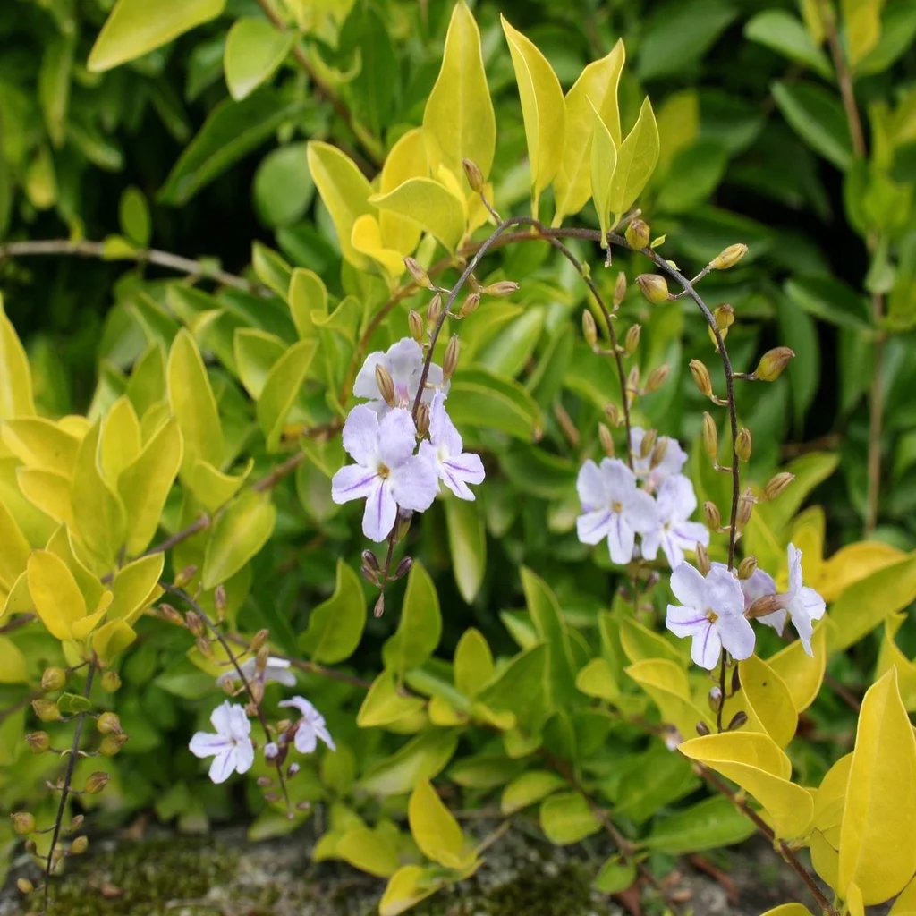 Duranta erecta 'Sheena's Gold'