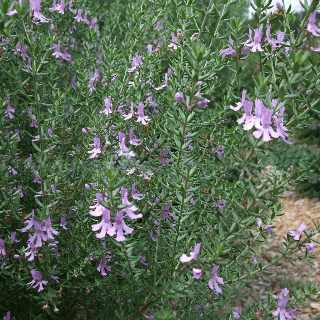 Westringia x hybrida 'Blue Gem'