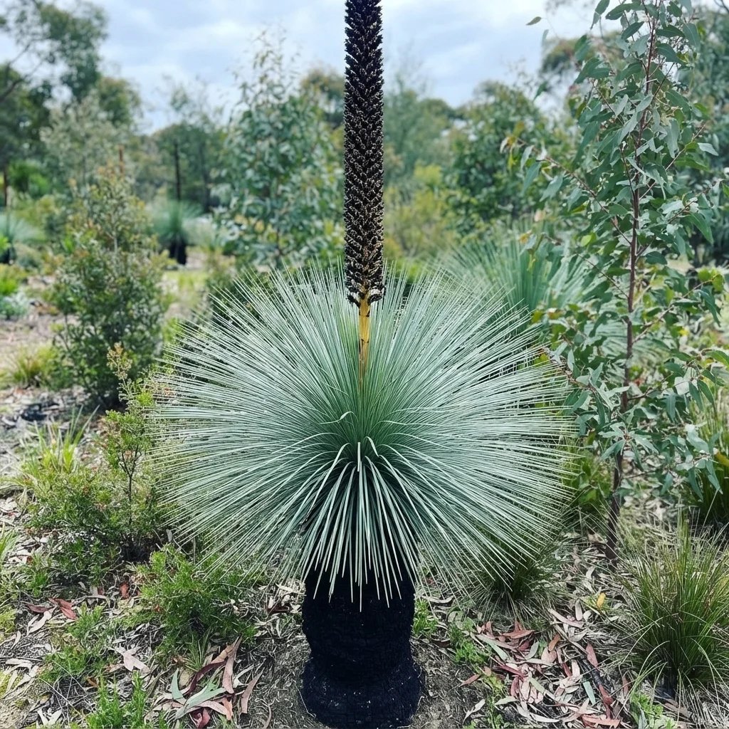 Xanthorrhoea glauca