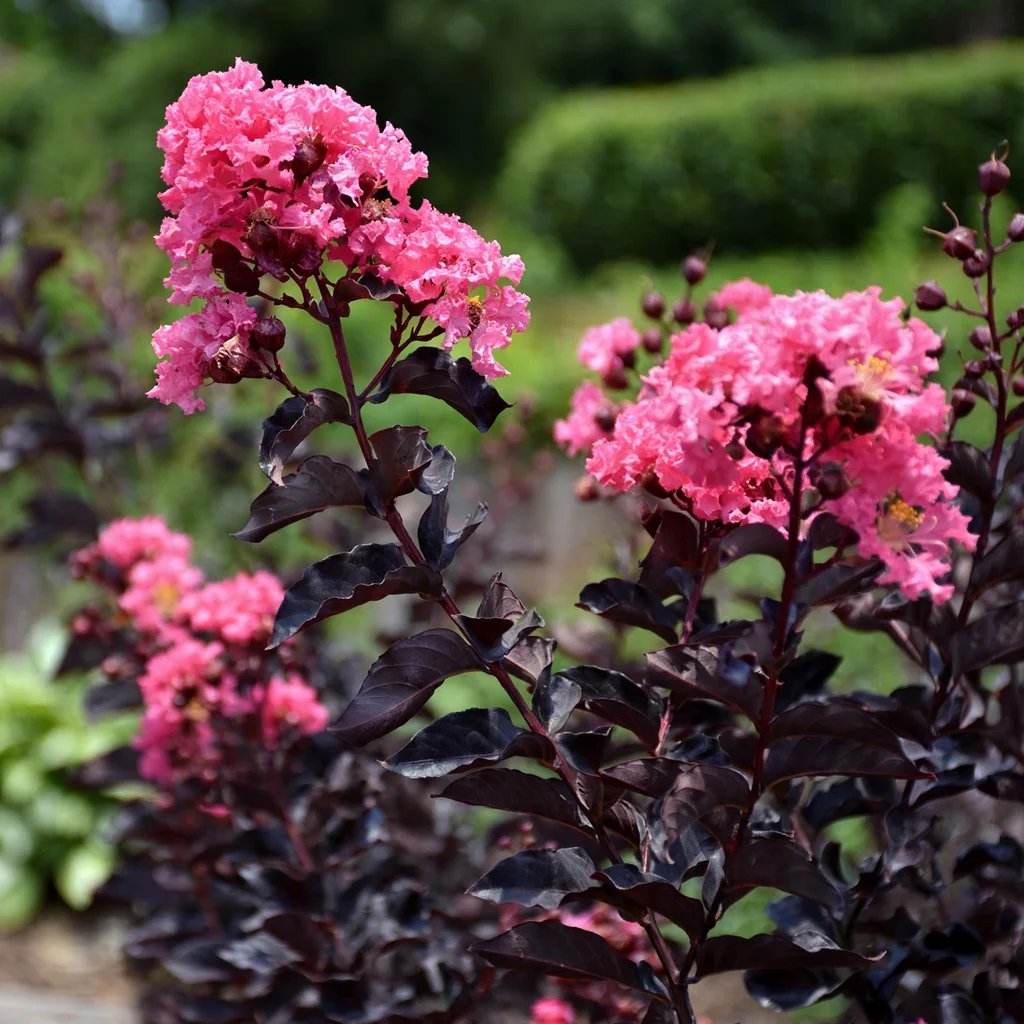 Lagerstroemia indica 'Shell Pink'