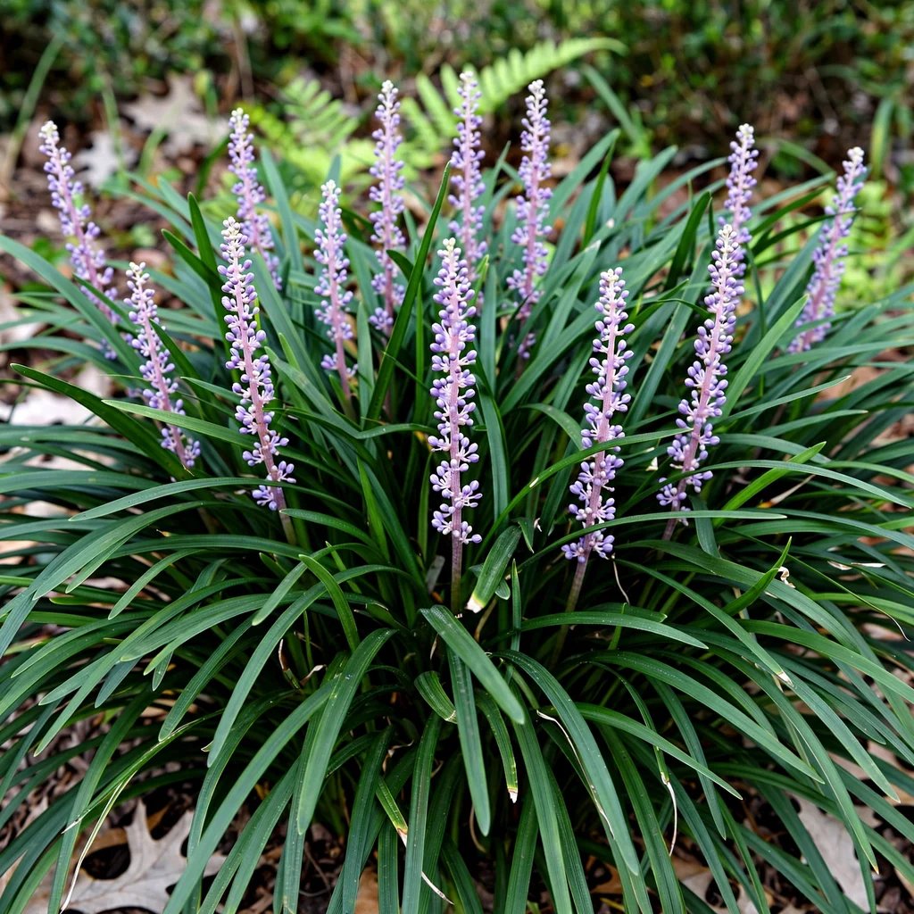 Liriope muscari 'Just Right'