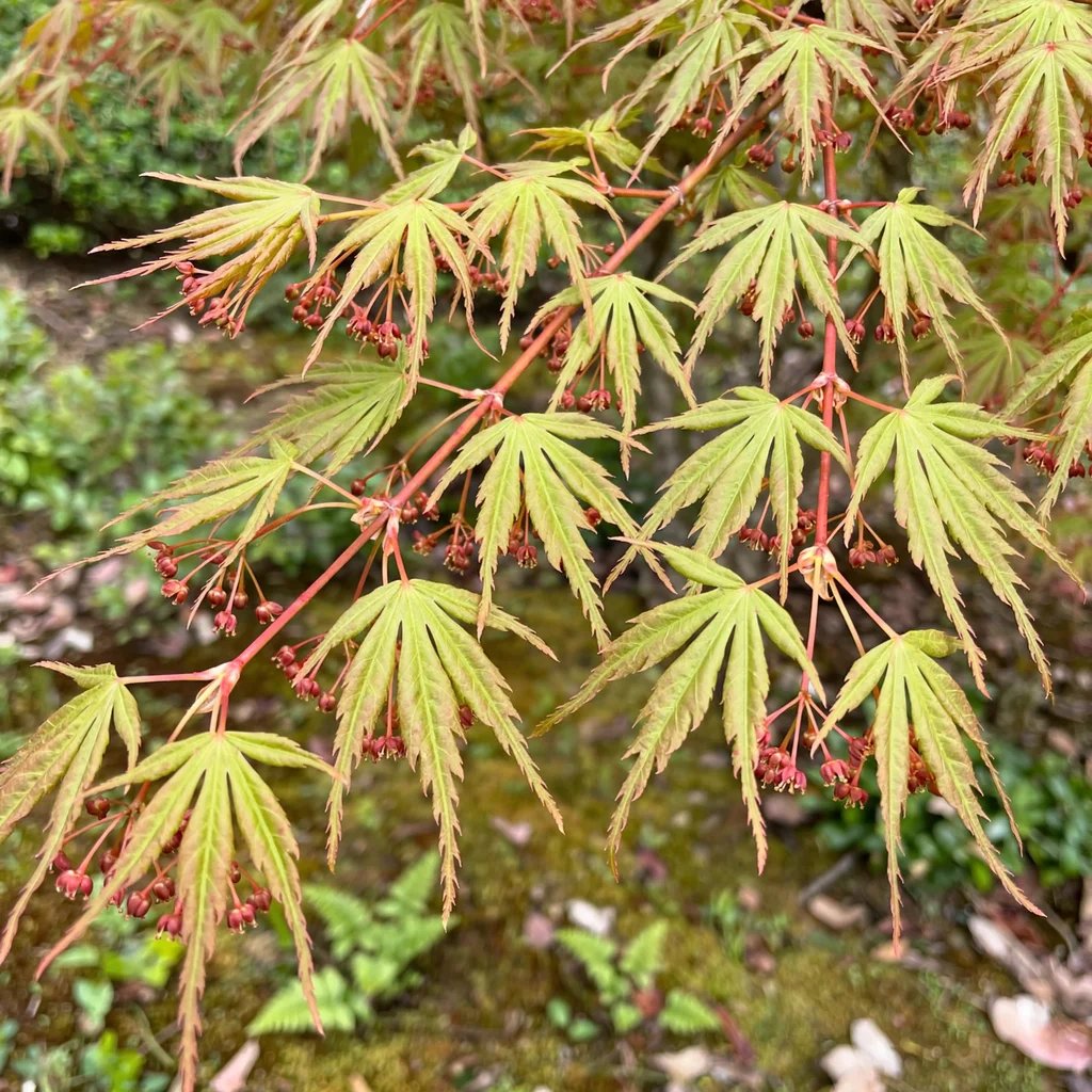Acer palmatum 'Wildfire'