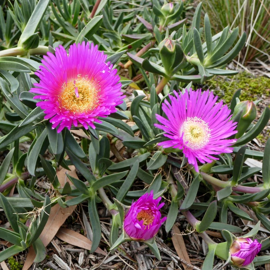 Carpobrotus glaucescens 'Aussie Rambler'