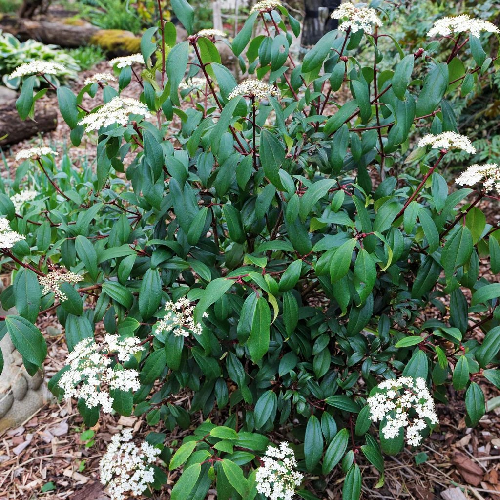 Viburnum x hybrida 'Moonlit Lace'