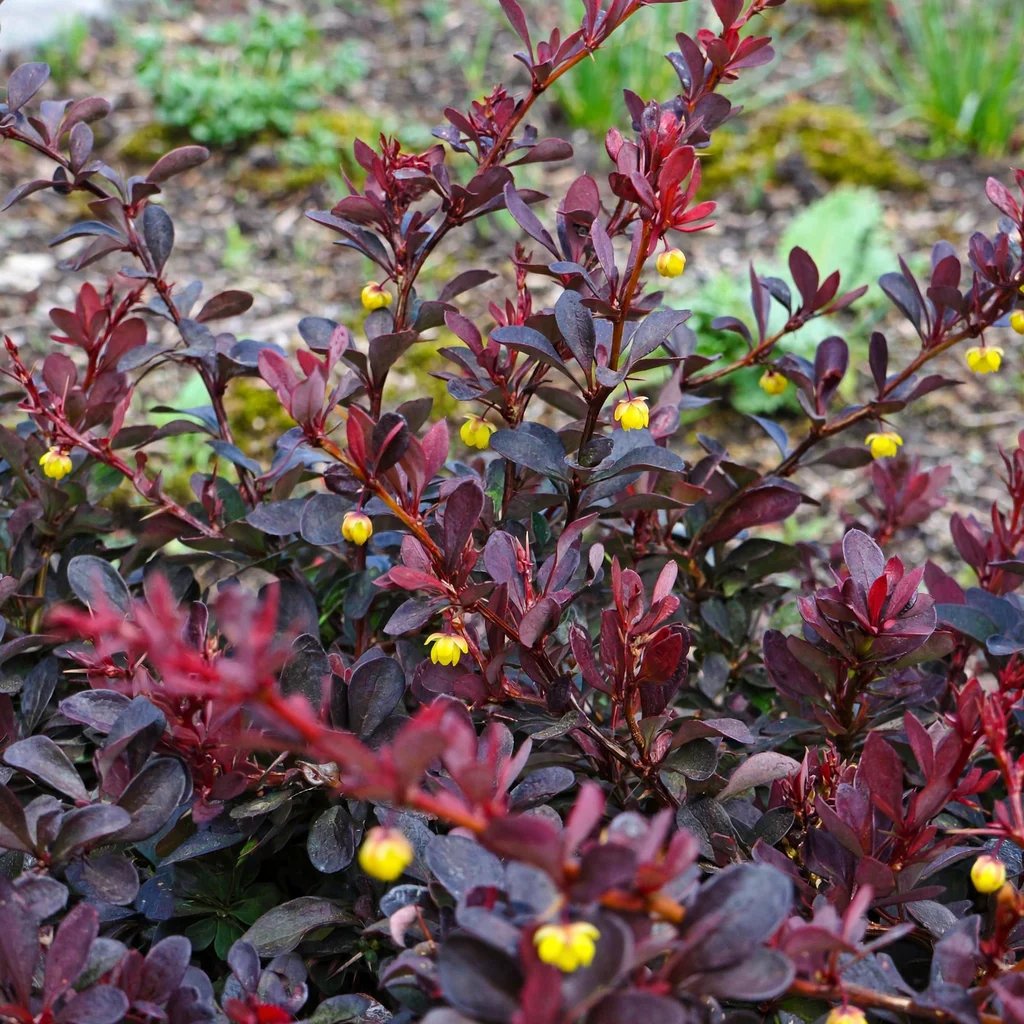 Berberis thunbergii 'Crimson Pygmy'