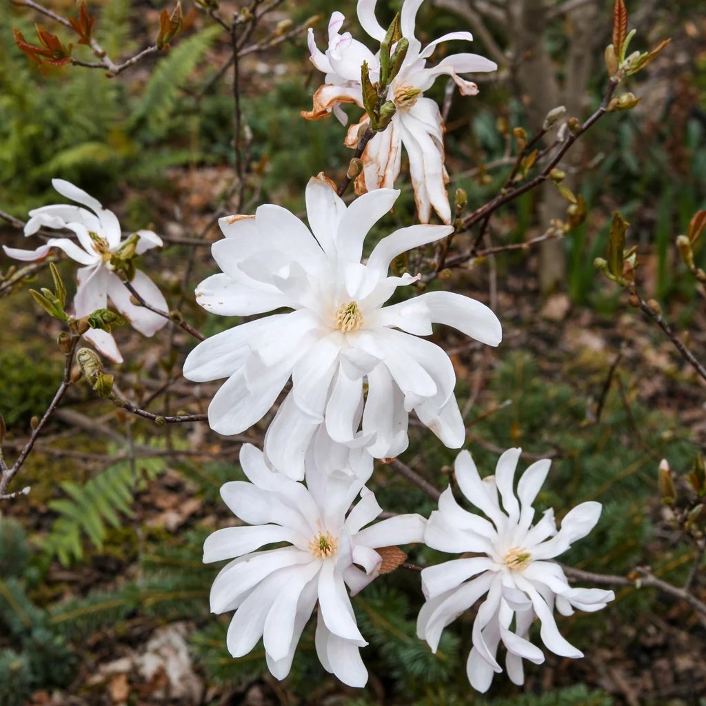 Magnolia stellata 'Pink Star'