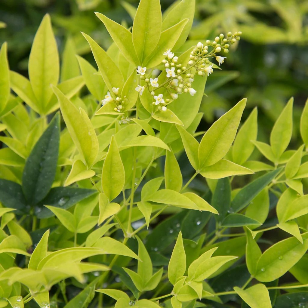 Nandina domestica 'Lemon and Lime'