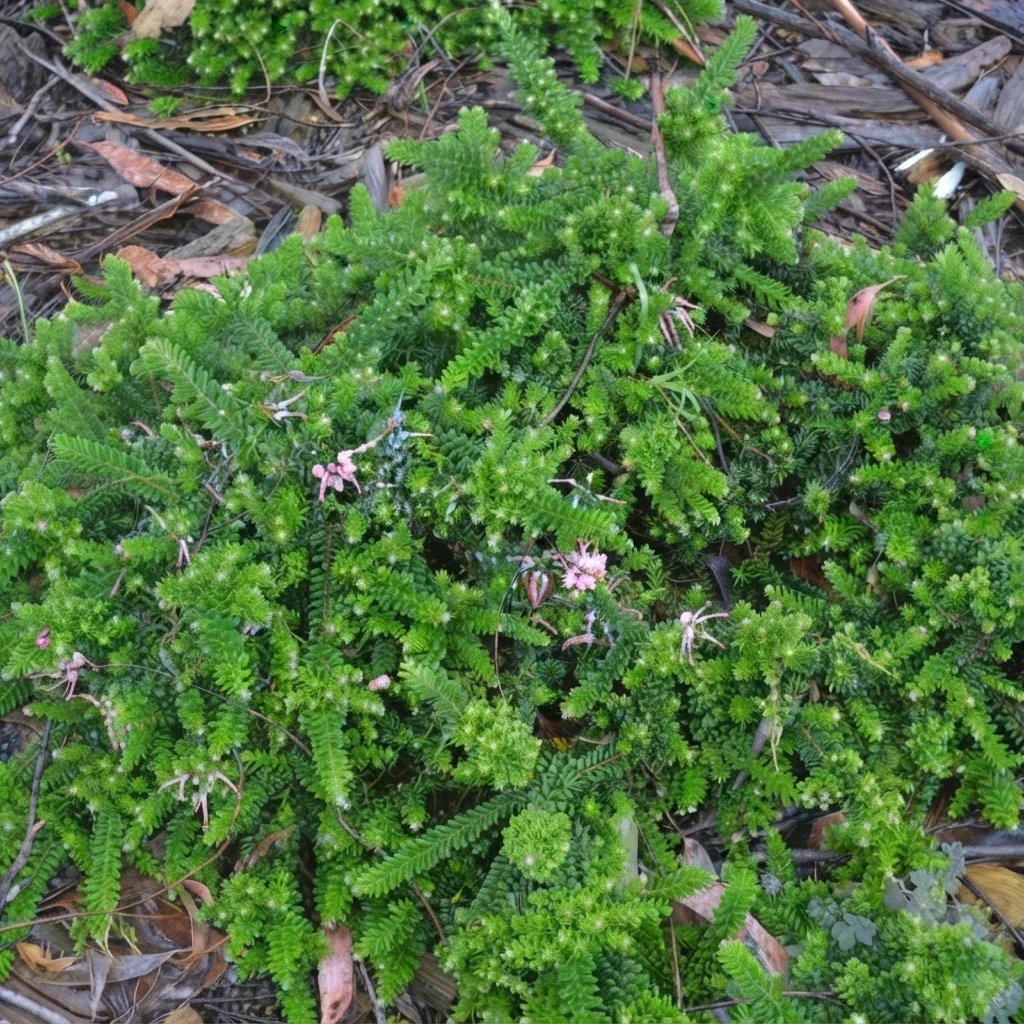 Grevillea lanigera 'Mt Tamboritha'