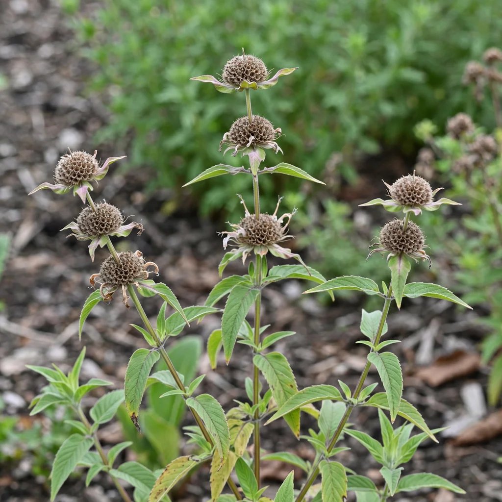Monarda citriodora