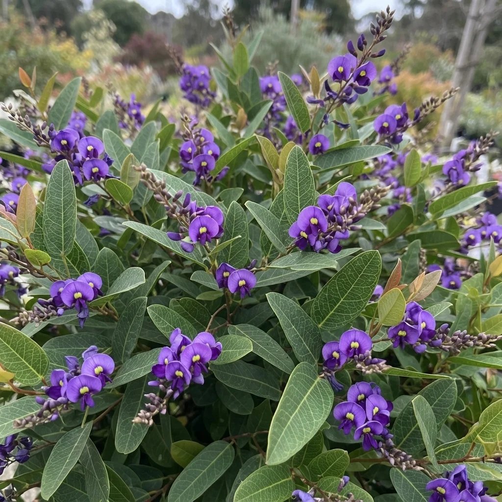 Hardenbergia violacea 'Mini Haha'
