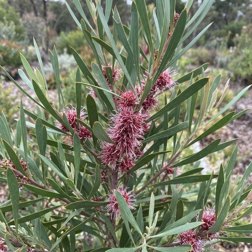 Hakea 'Winter Burgundy'