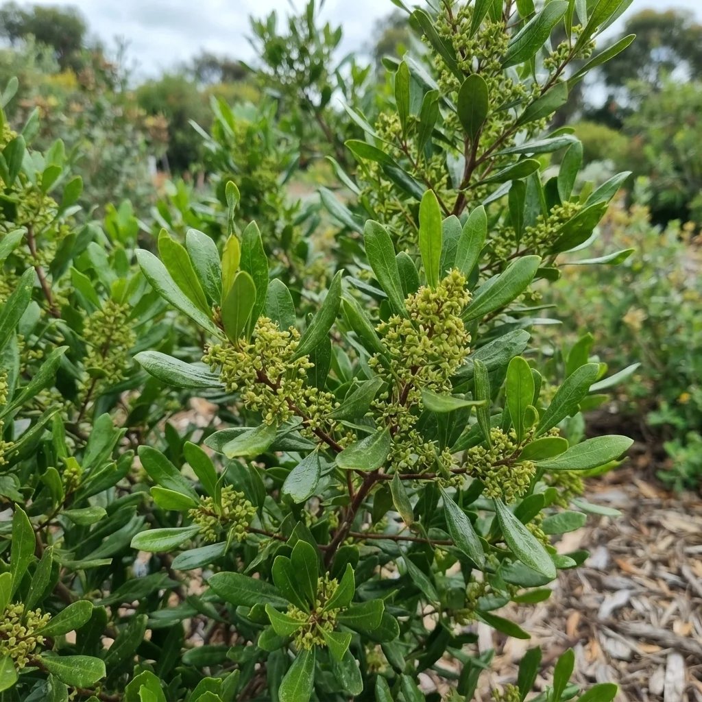 Dodonaea viscosa