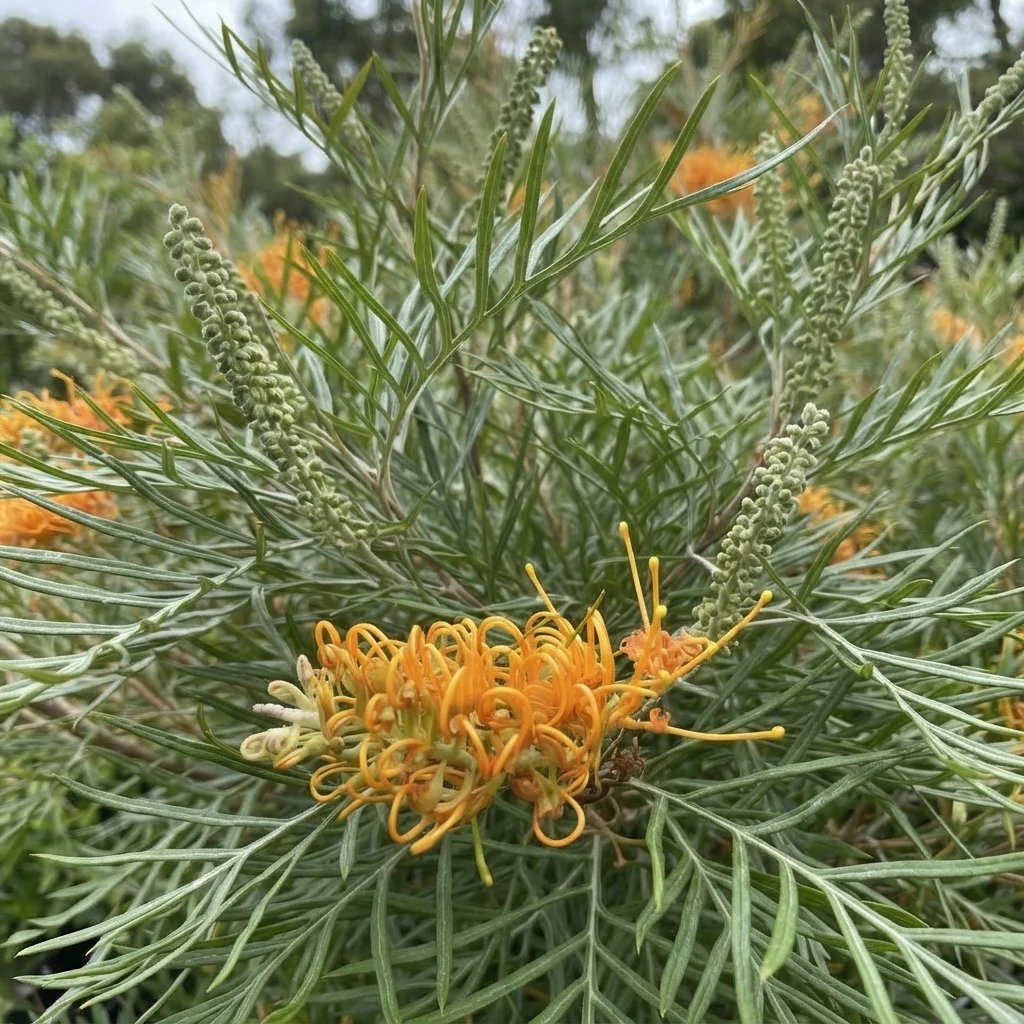 Grevillea 'Honey Gem'