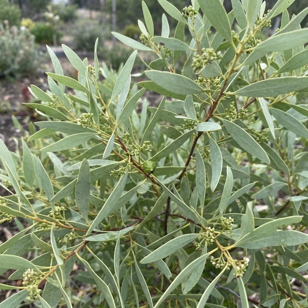 Santalum acuminatum