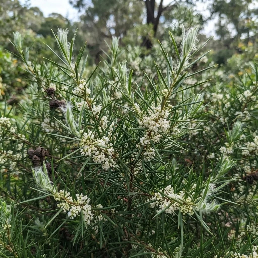 Hakea sericea