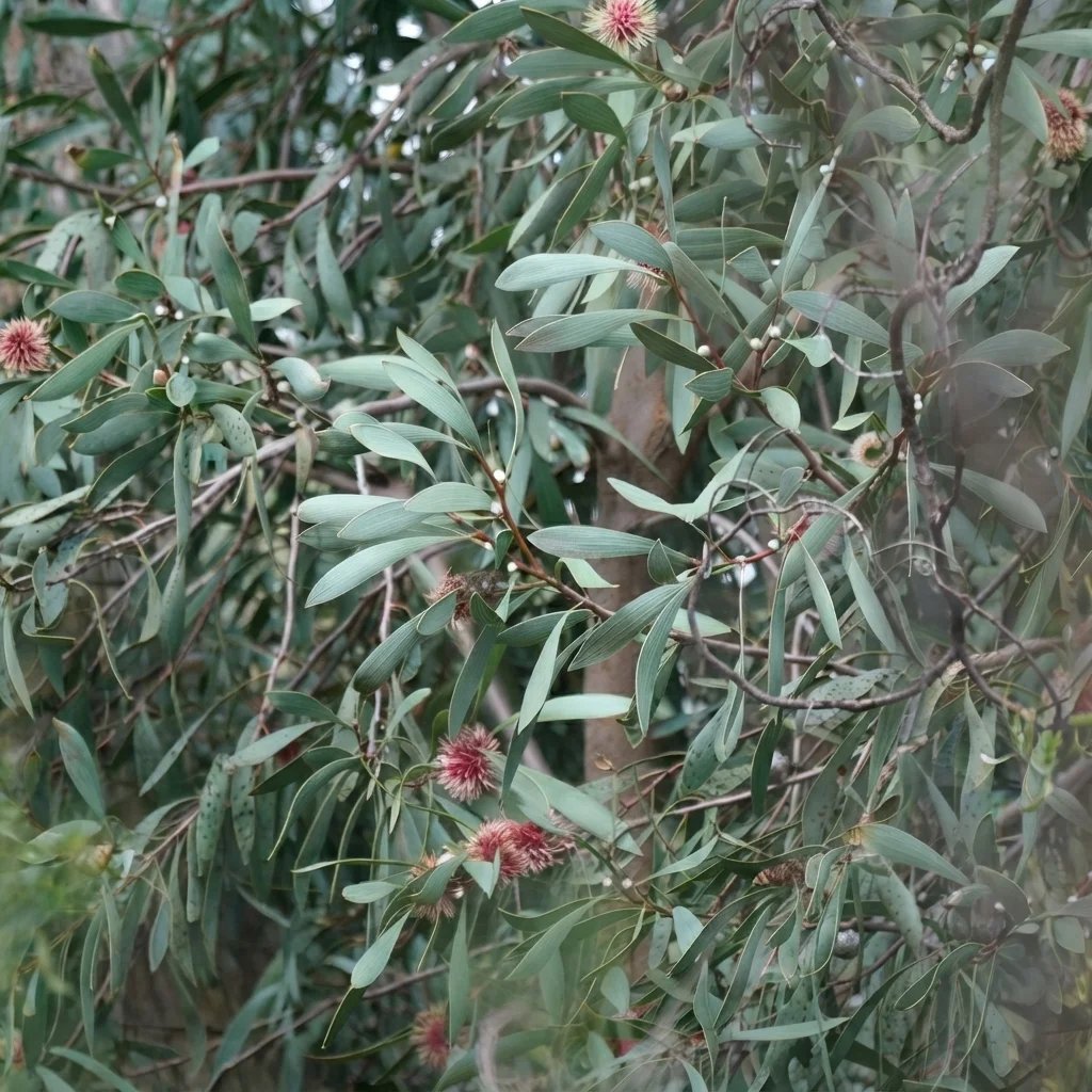 Hakea laurina