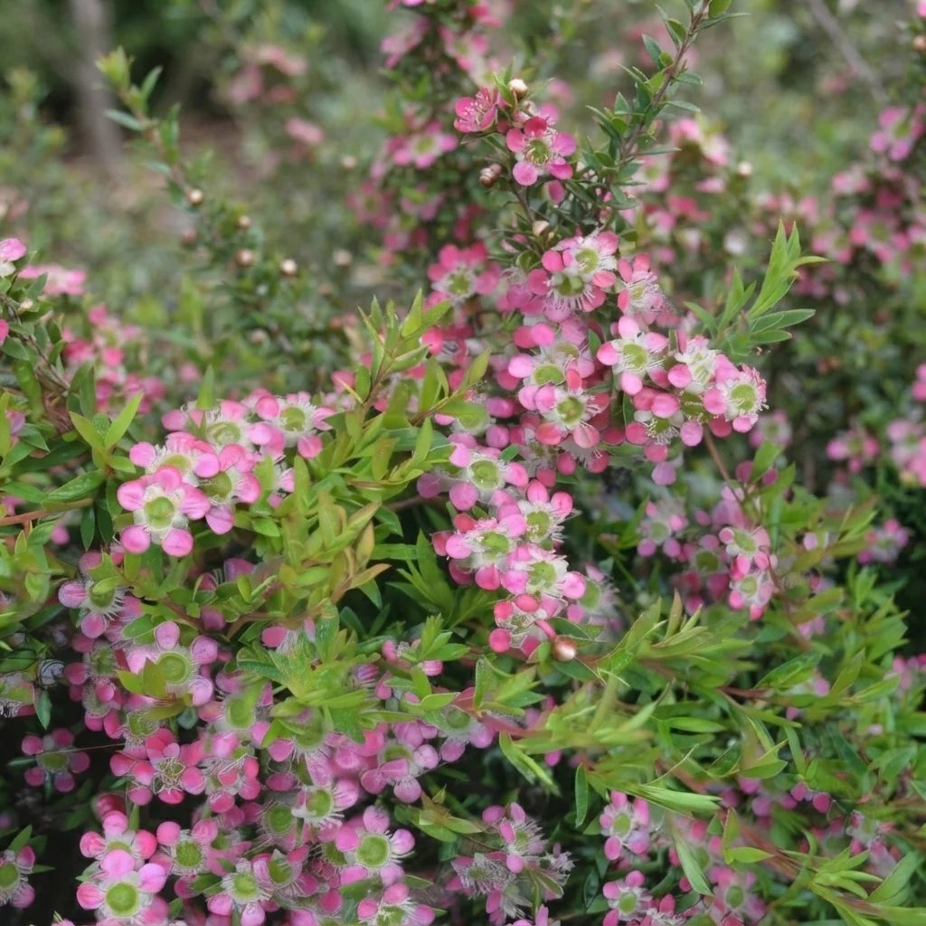 Leptospermum spectabile 'Aphrodite'