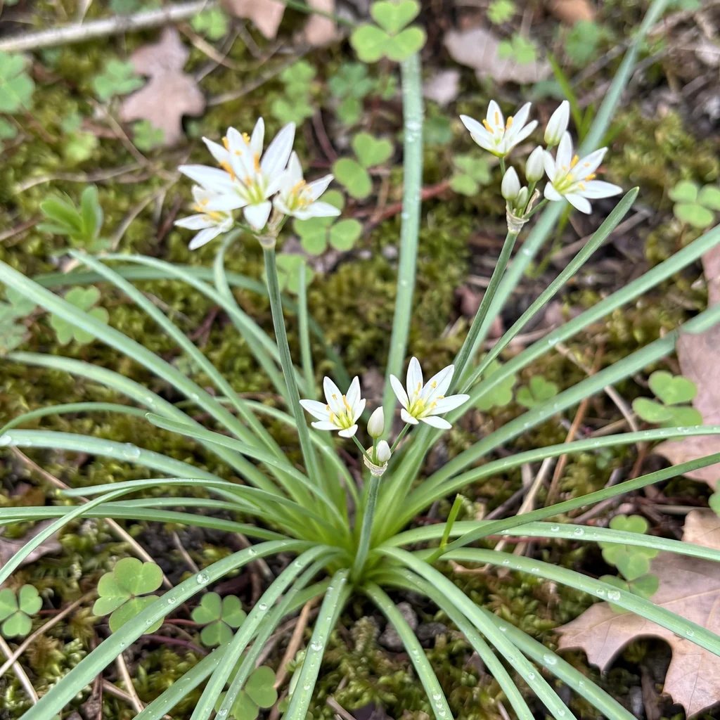 Nothoscordum bivalve