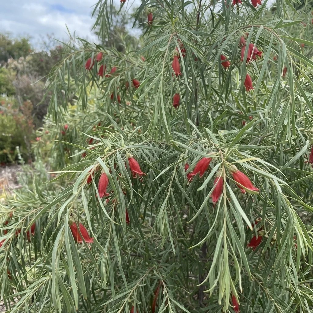 Eremophila longifolia