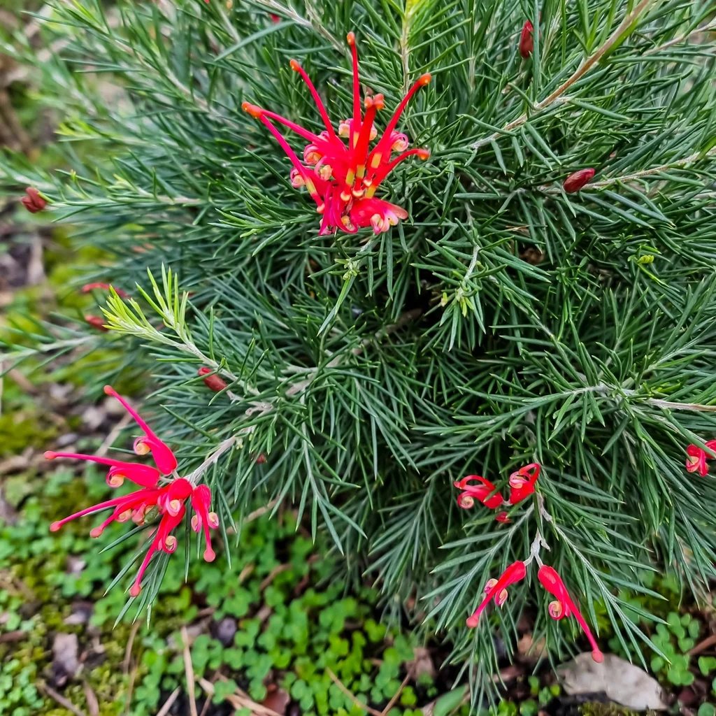 Grevillea x hybrida 'Scarlet Sprite'