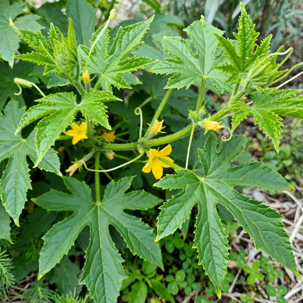 Cucumis sativus 'Lebanese'