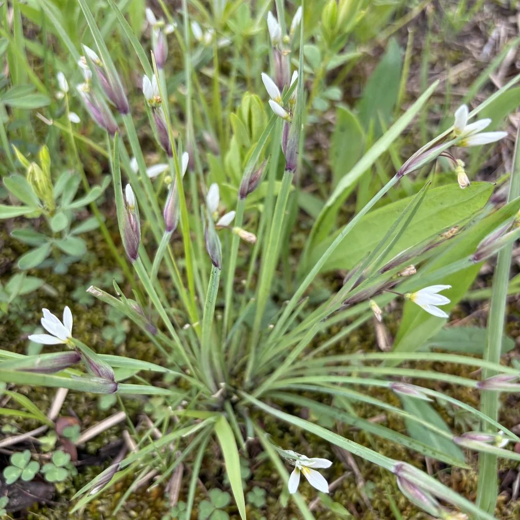 Sisyrinchium albidum