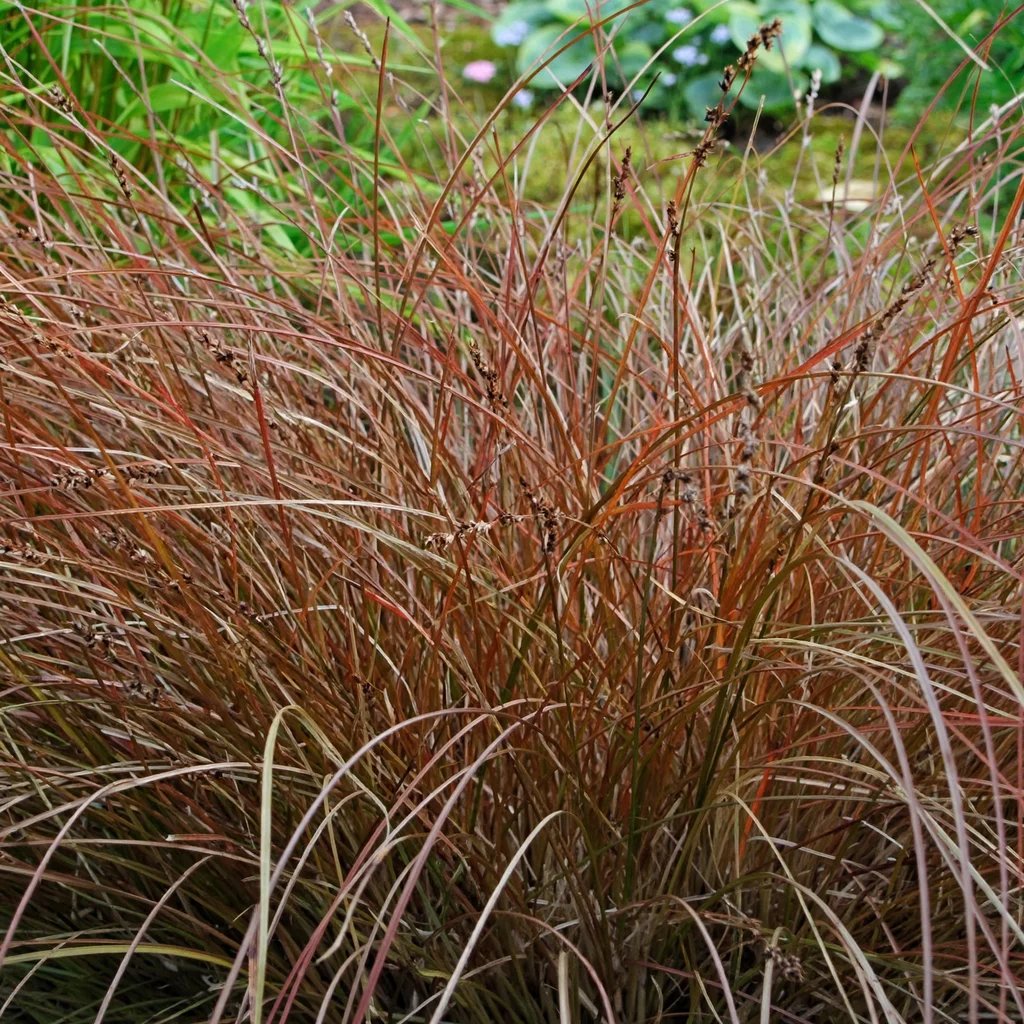 Carex punicea 'Firedance'