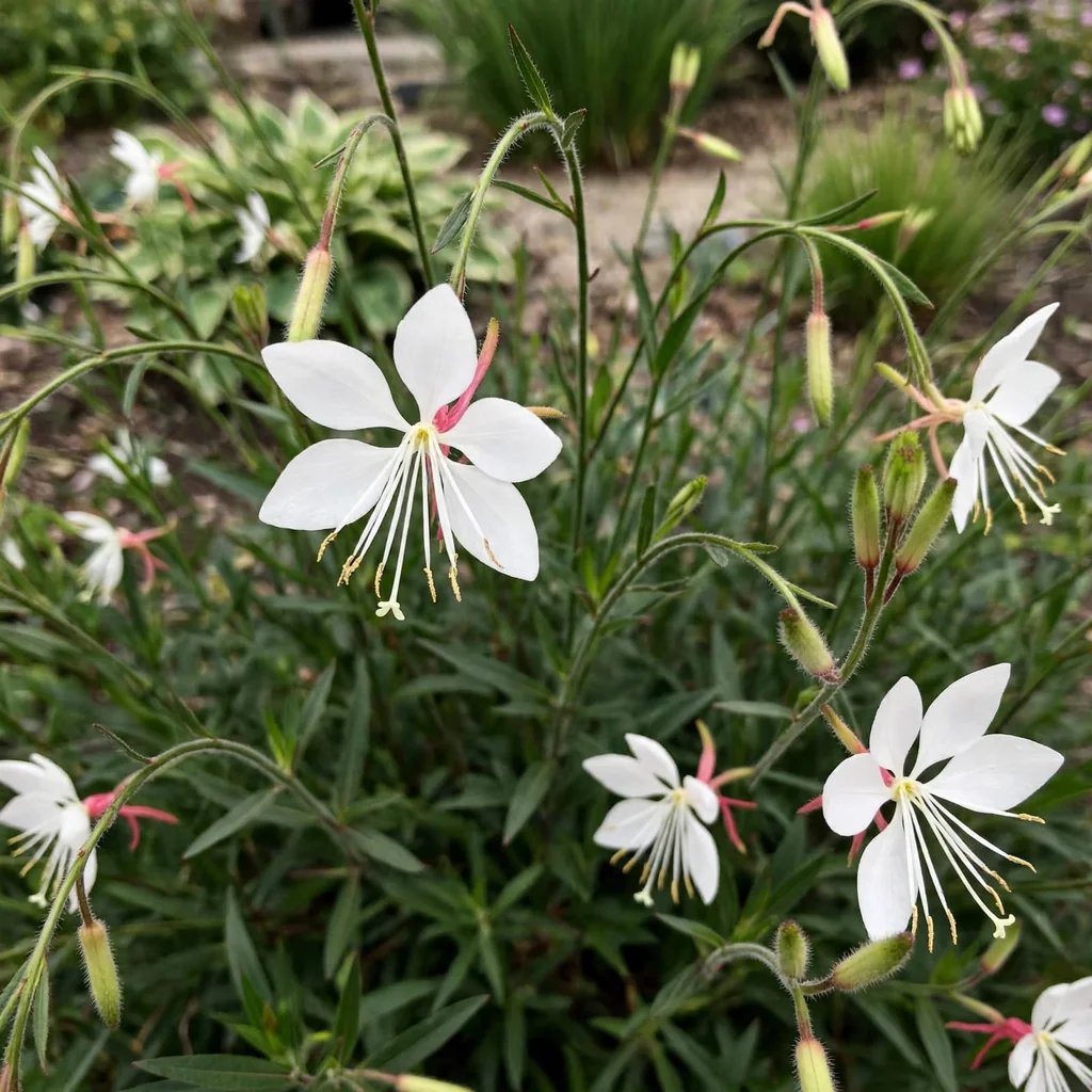 Oenothera lindheimeri 'Cool Breeze'