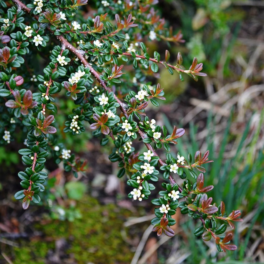 Cotoneaster dammeri 'Coral Beauty'