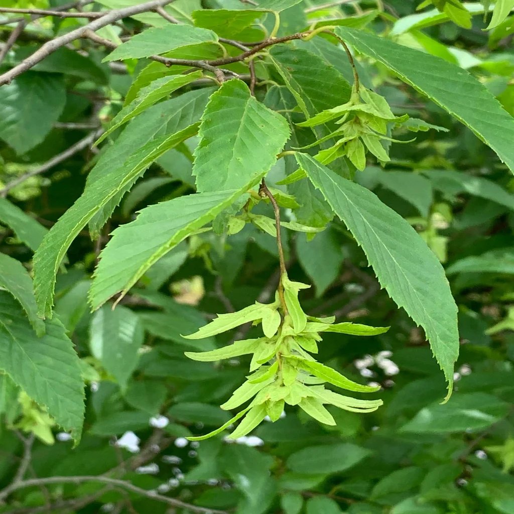 Carpinus caroliniana 'Collynair'